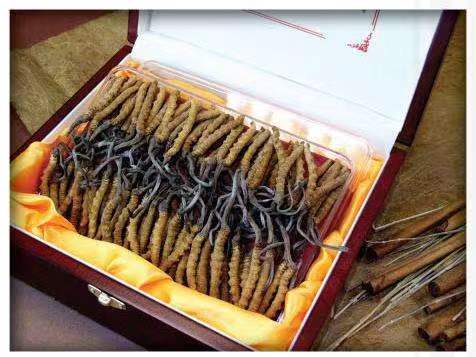 桑日冬虫夏草回收